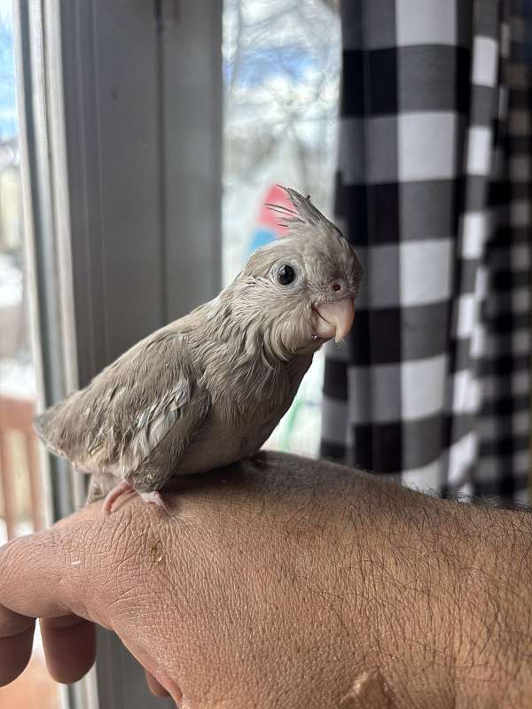 cockatiel-for-sale