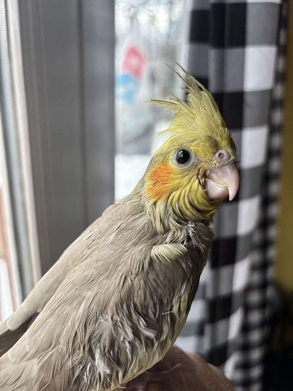 cockatiel-for-sale