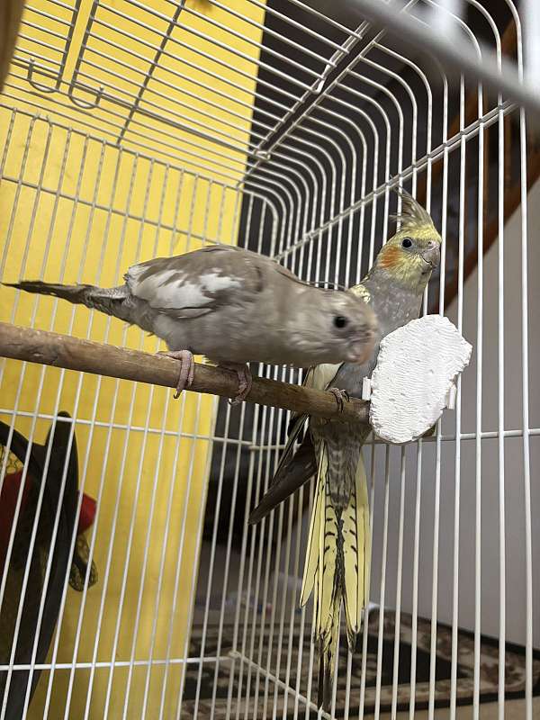 male-female-bird-for-sale-in-waterbury-ct