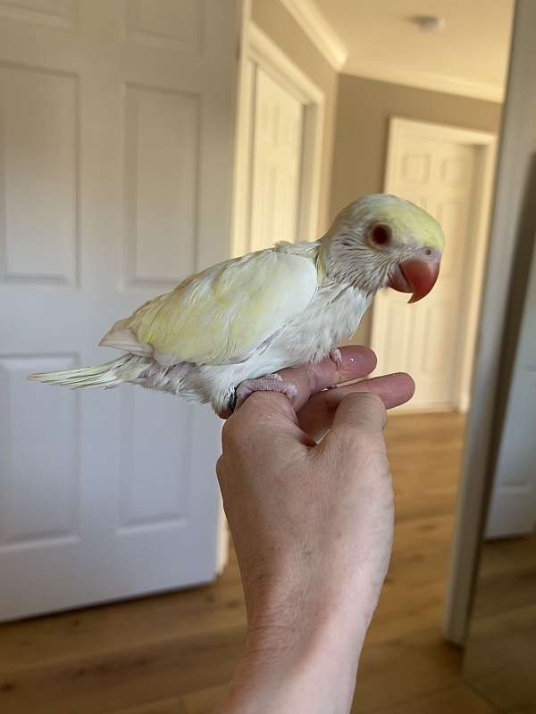 ringneck-parakeet-for-sale