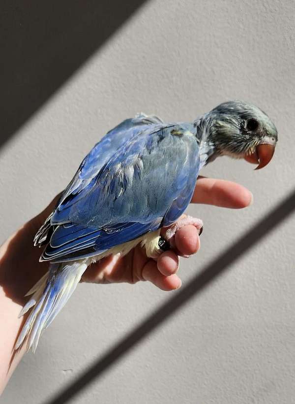 ringneck-parakeet-for-sale