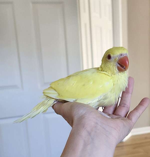 ringneck-parakeet-for-sale