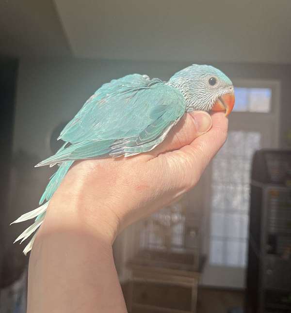 ringneck-parakeet-for-sale