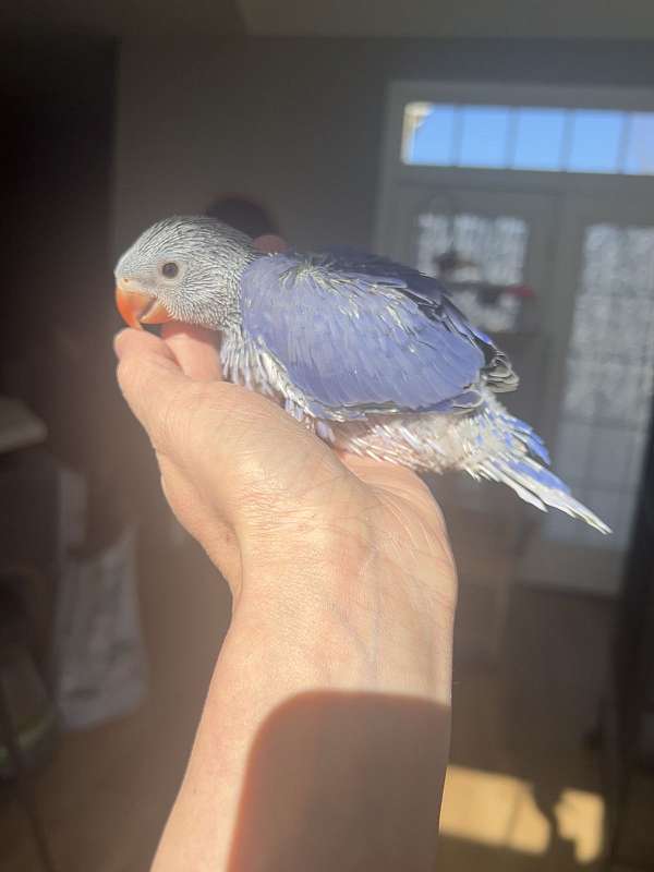 ringneck-parakeet-for-sale