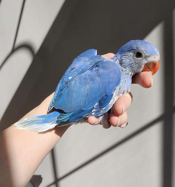 ringneck-parakeet-for-sale