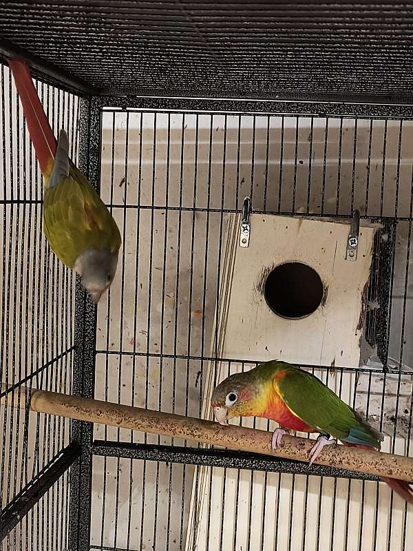 conure-for-sale