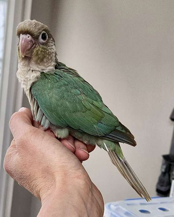 pastel-conure-green-cheek-conure-for-sale