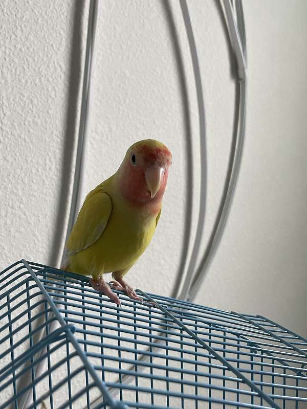 lovebird-for-sale-in-wesley-chapel-fl