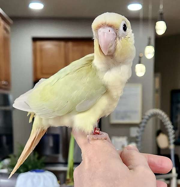 pastel-bird-for-sale-in-gainesville-va