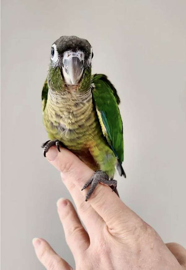 wild-conure-green-cheek-conure-for-sale