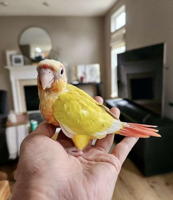 orange-conure-green-cheek-conure-for-sale