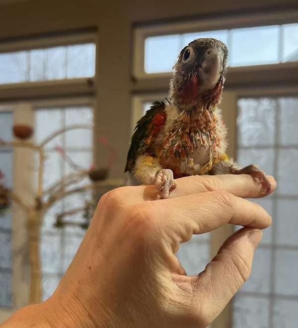 green-cheek-conure-for-sale