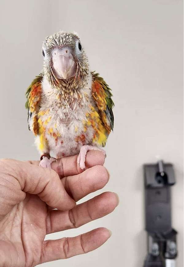 green-cheek-conure-for-sale