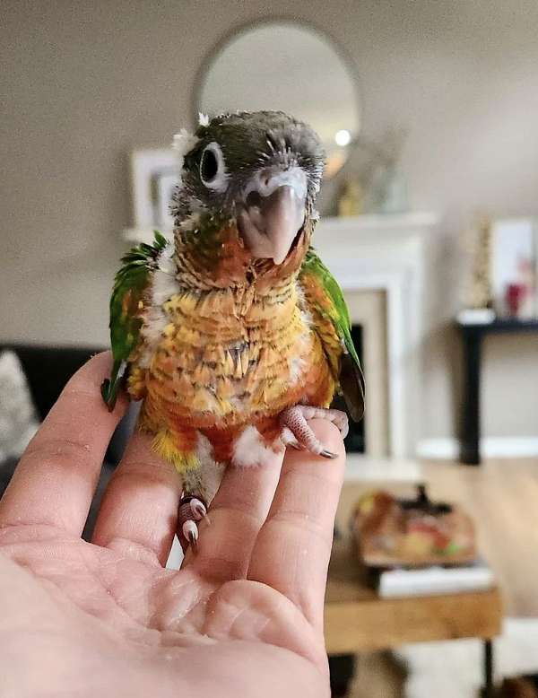 green-cheek-conure-for-sale