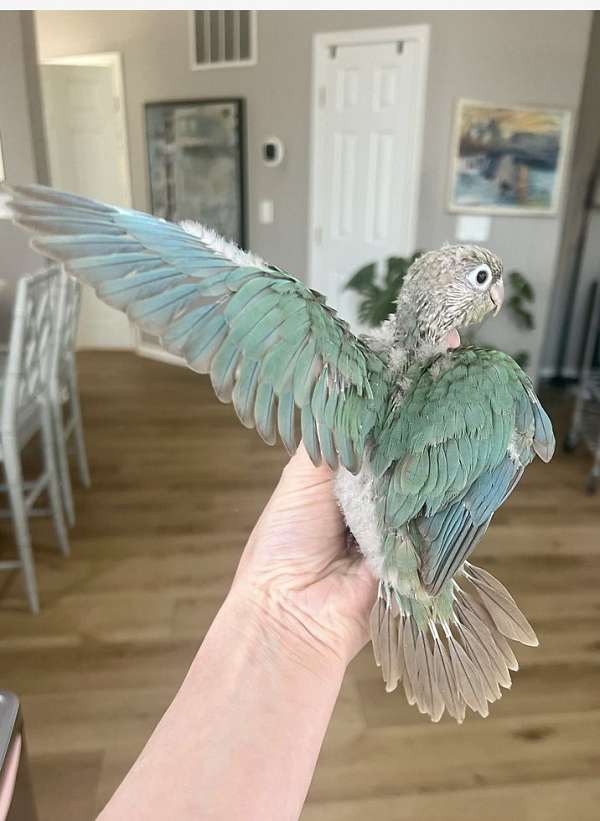 green-cheek-conure-for-sale