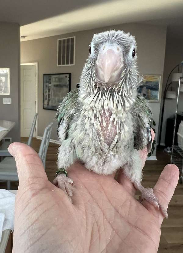 green-cheek-conure-for-sale