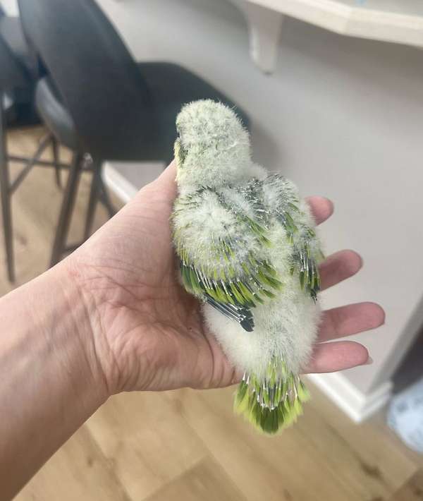 companion-parrot-quaker-parrots-for-sale