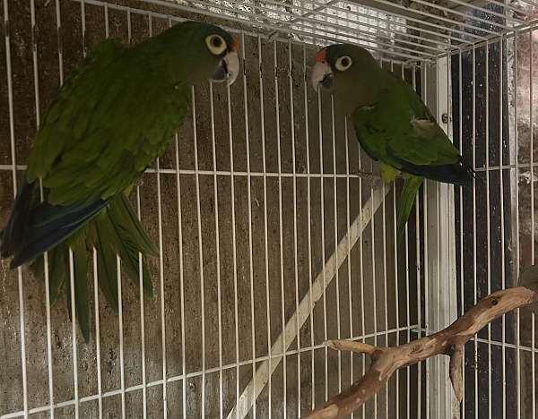 half-moon-conure-for-sale