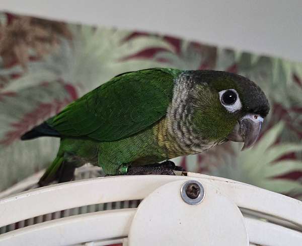 green-cheek-conure-for-sale