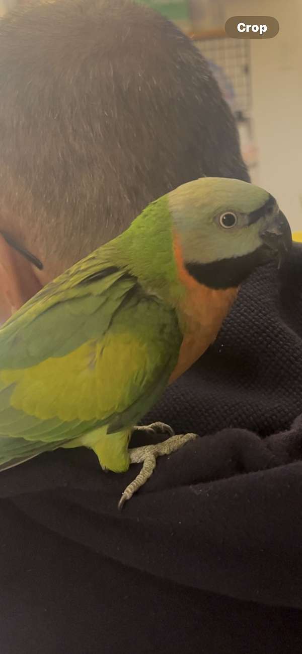 parakeet-for-sale