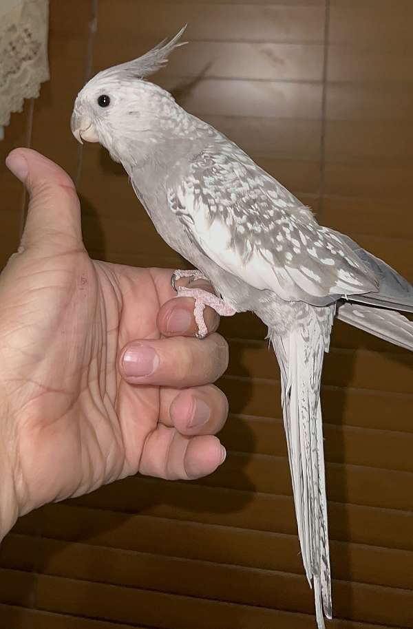 cockatiel-for-sale