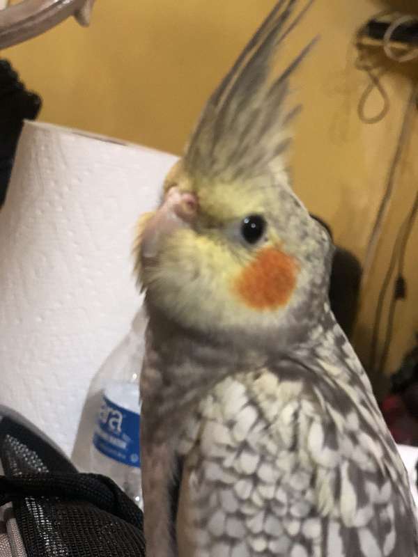 cockatiel-for-sale