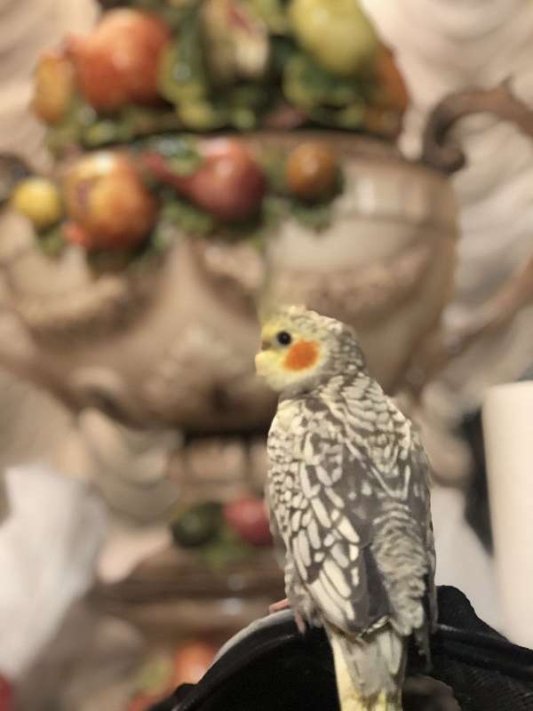 cockatiel-for-sale-in-brooklyn-ny