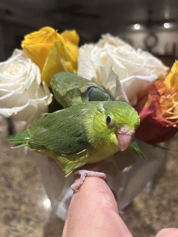 parrotlet-for-sale