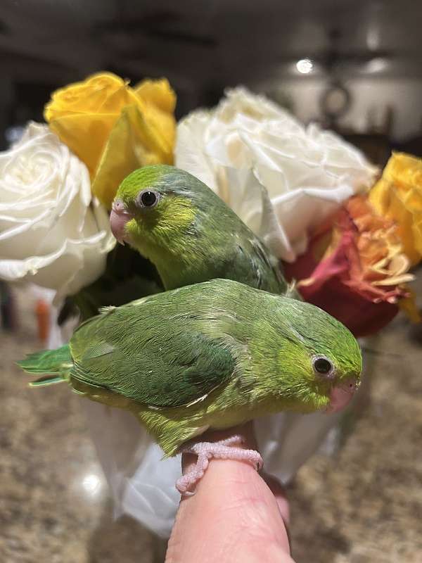 parrotlet-for-sale-in-layton-ut