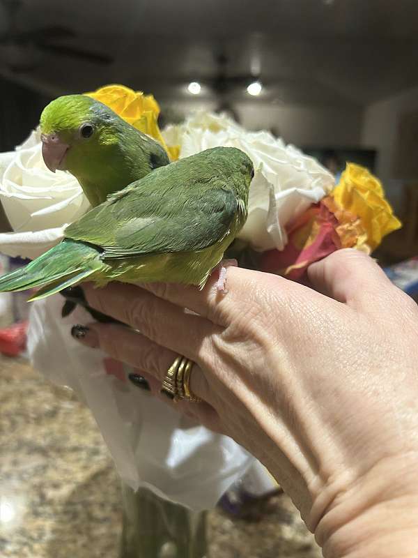 baby-parrotlet-for-sale