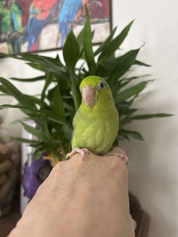 parrotlet-for-sale