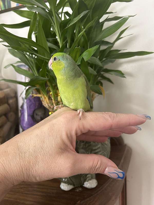 parrotlet-for-sale-in-layton-ut