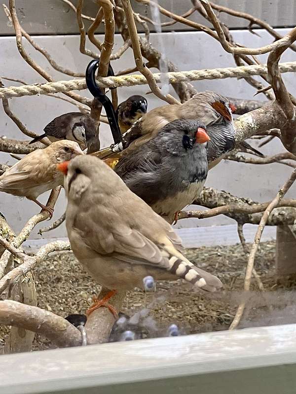 fawn-grey-zebra-finch-for-sale