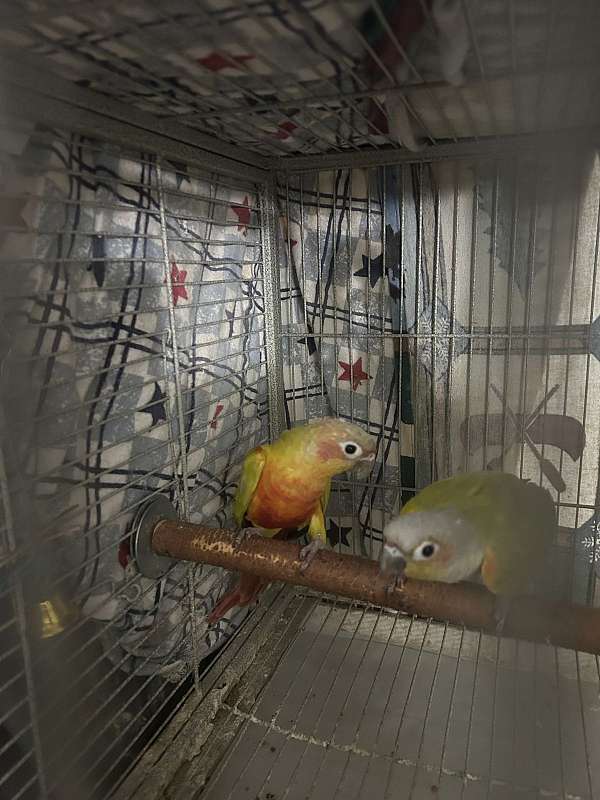 green-cheek-conure-for-sale-in-layton-ut