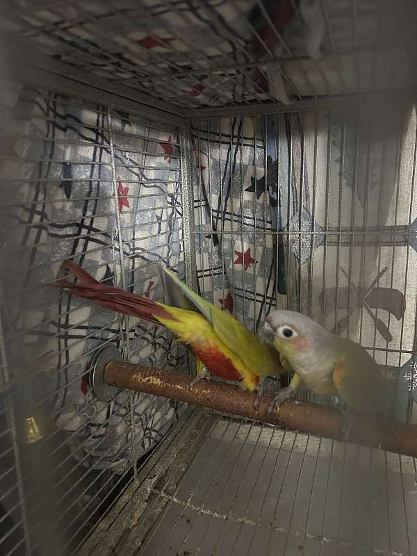 green-cheek-conure-for-sale