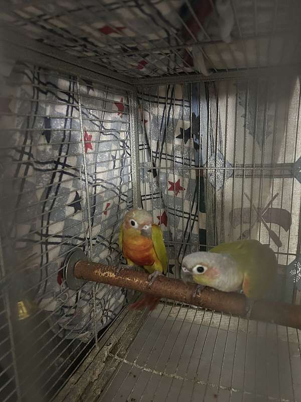 adult-green-cheek-conure-for-sale