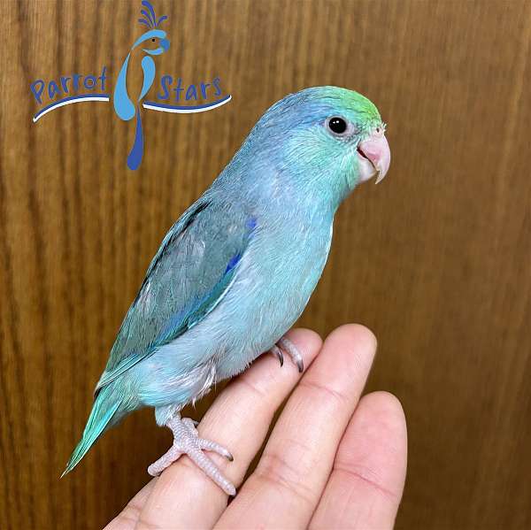 pacific-parrotlet-for-sale