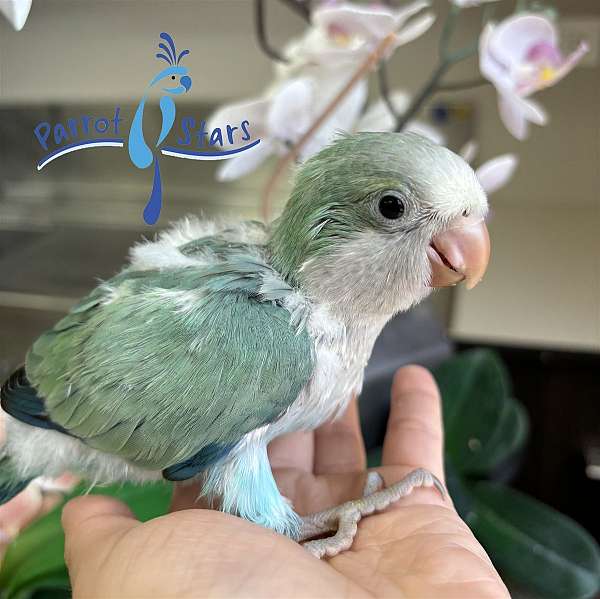 quaker-parrots-for-sale