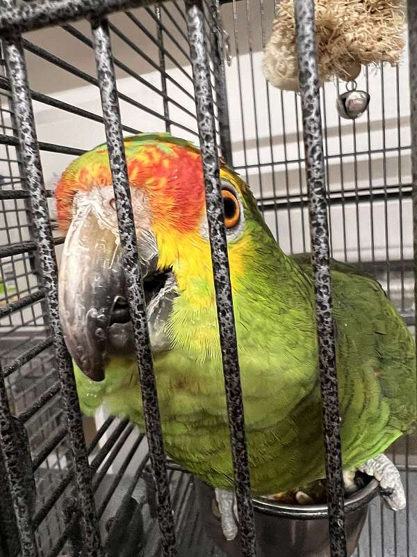 amazon-parrot-for-sale-in-old-town-me