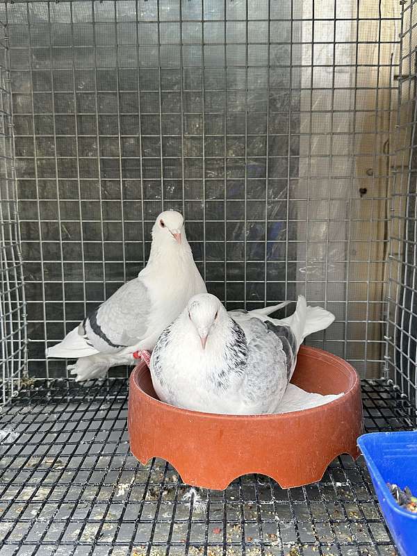 pigeon-for-sale-in-nashville-tn