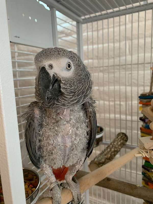 african-grey-parrot-for-sale-in-douglas-az