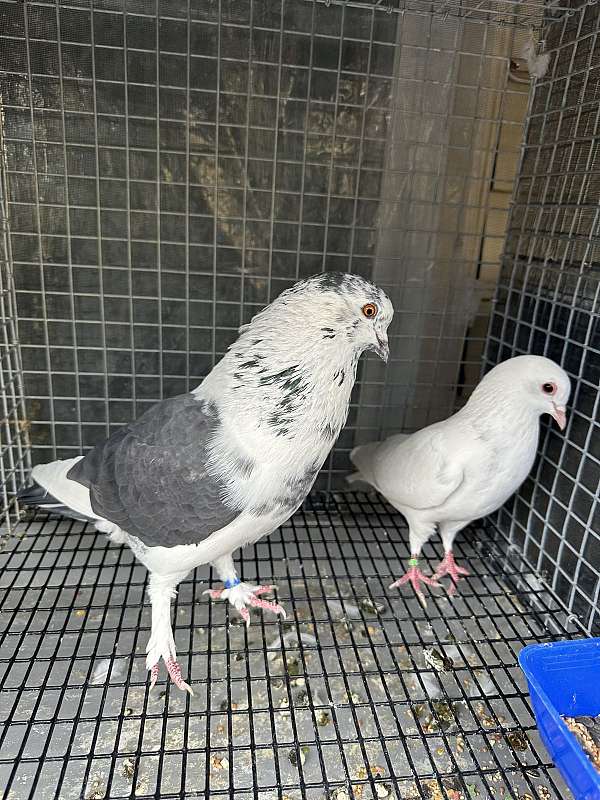 pigeon-for-sale