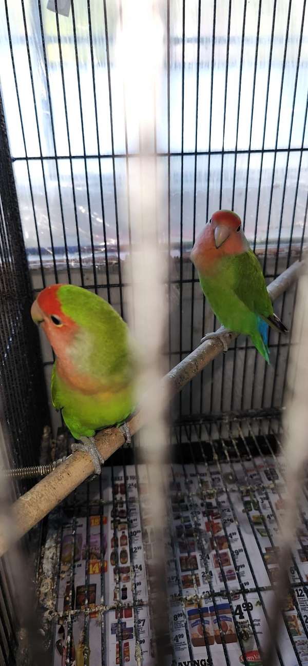 green-peach-bird-for-sale-in-new-york