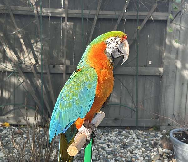 hybrid-macaw-for-sale-in-roseville-ca