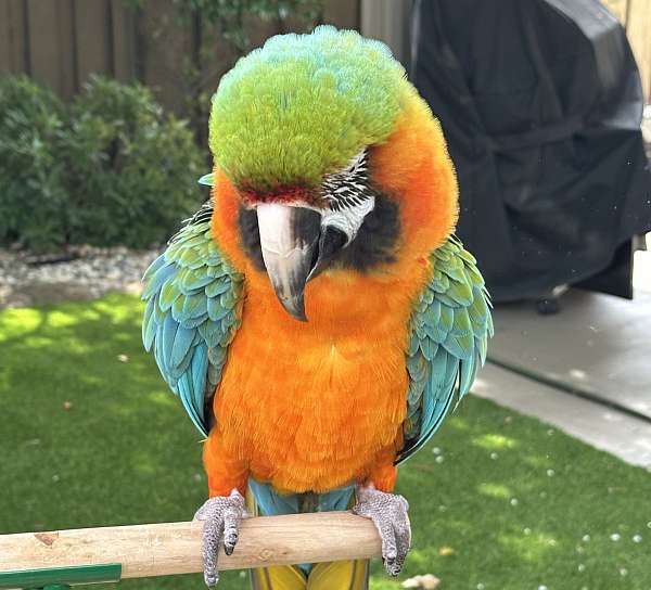 hybrid-macaw-for-sale