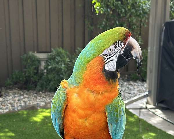 large-hybrid-macaw-for-sale