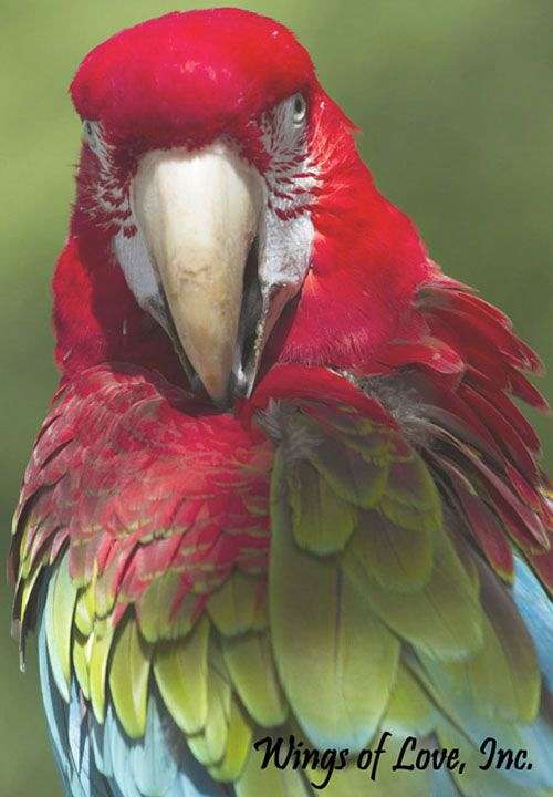 green-wing-macaw-for-sale-in-pleasant-hill-mo