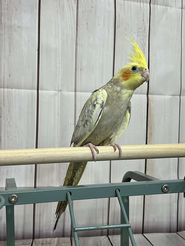 cockatiel-for-sale