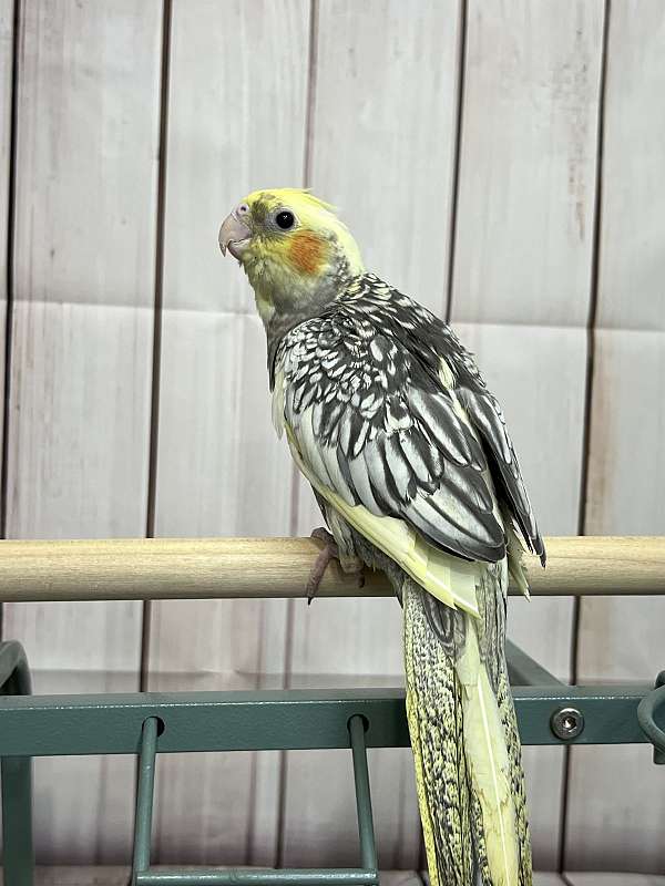 cockatiel-for-sale-in-toney-al