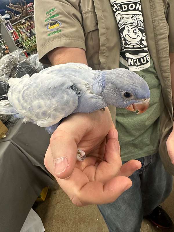 parrot-for-sale